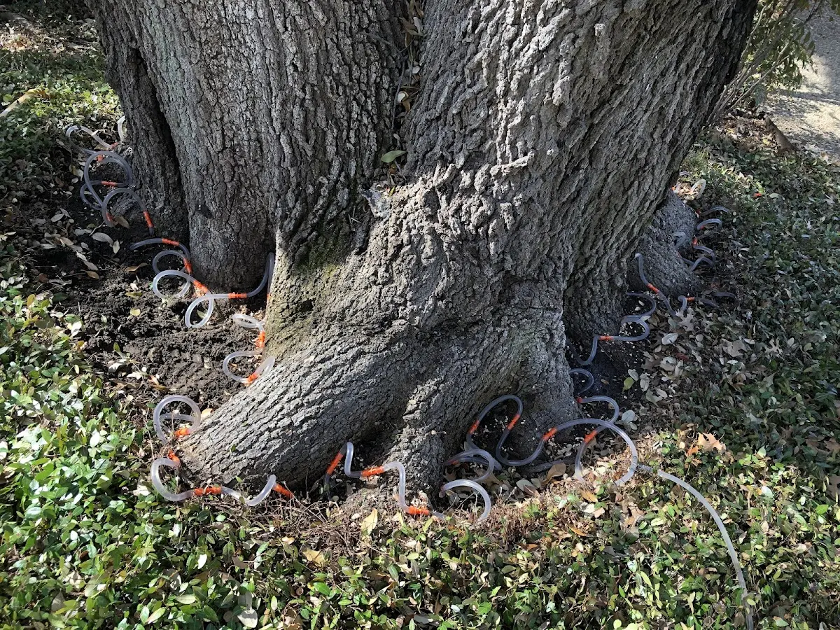 Detailed Shrub and Hedge Trimming job site in Hunnewell