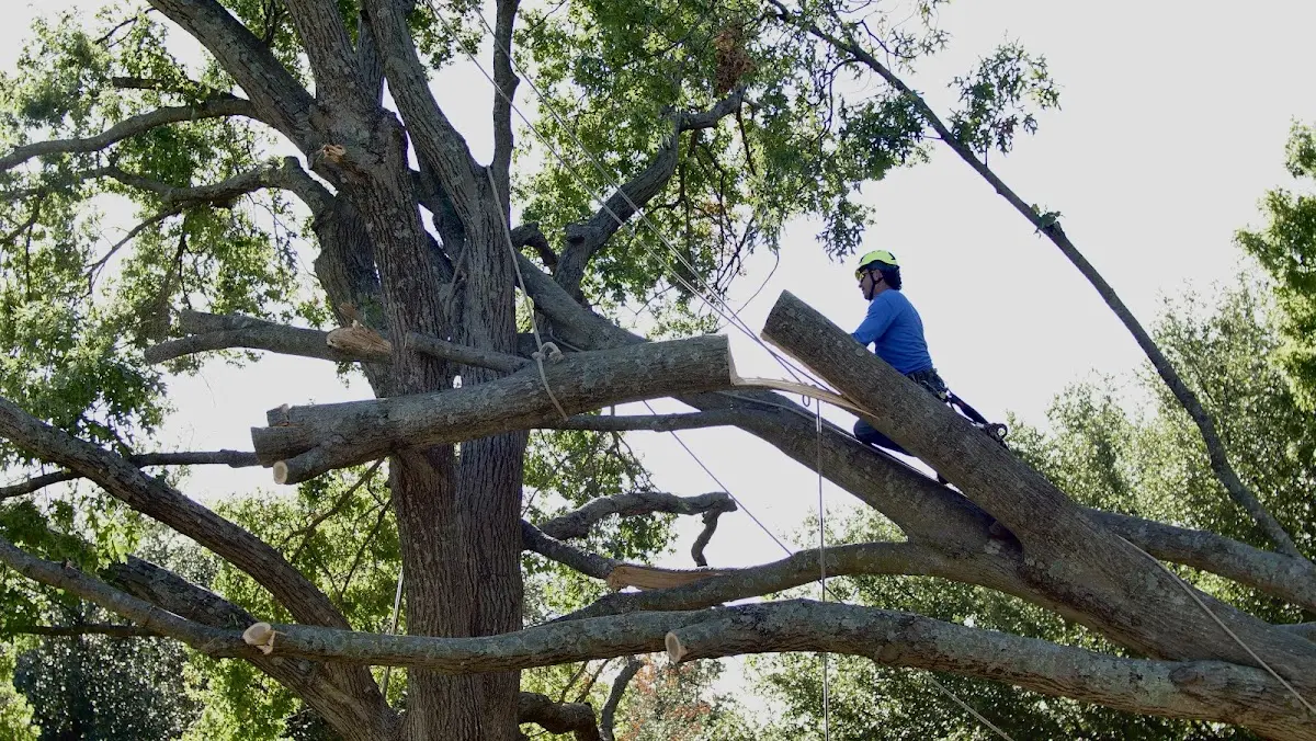 Professional Hazardous Tree Removal performed by certified arborists in Hunnewell