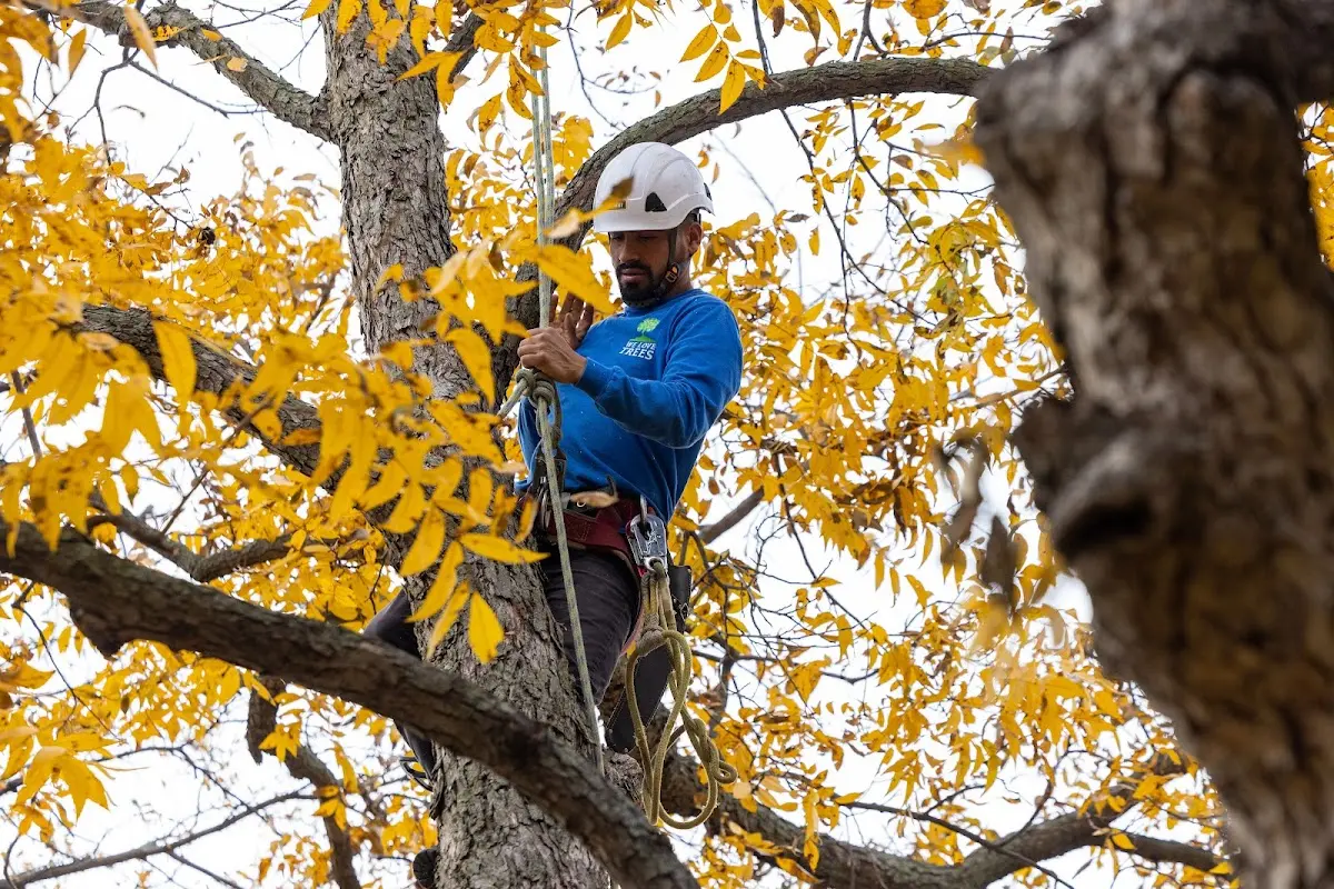 Skilled Tree Trimming crew working in Hunnewell